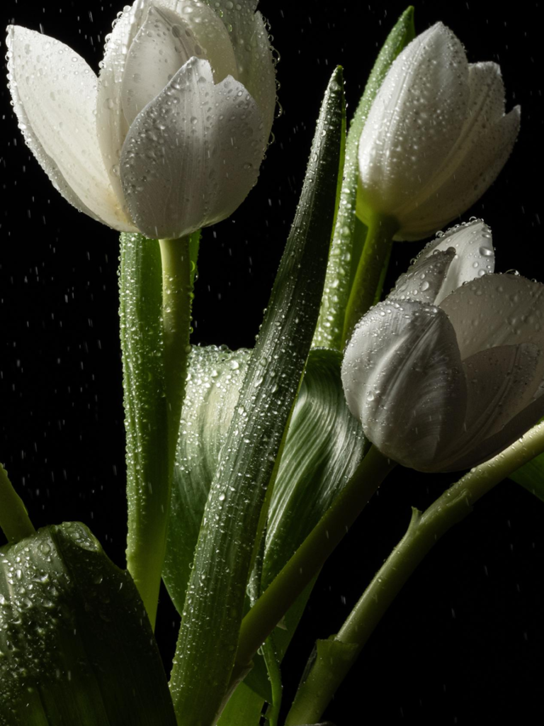 Blossom in a Millimeter image
