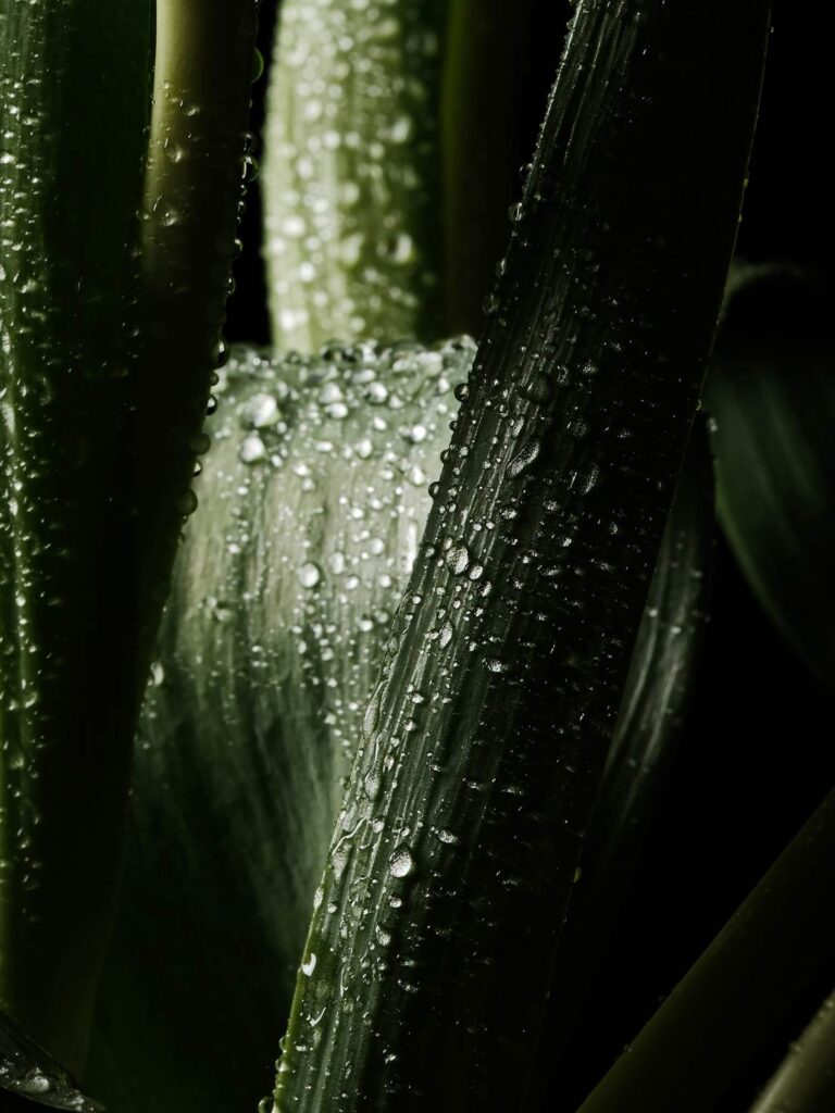 Blossom in a Millimeter image