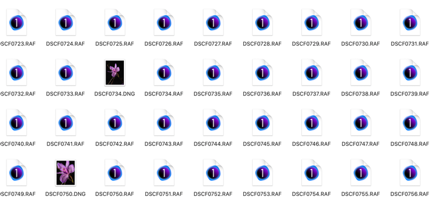 Blossom in a Millimeter image