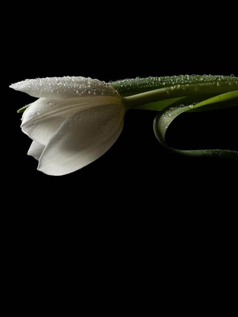 Blossom in a Millimeter image