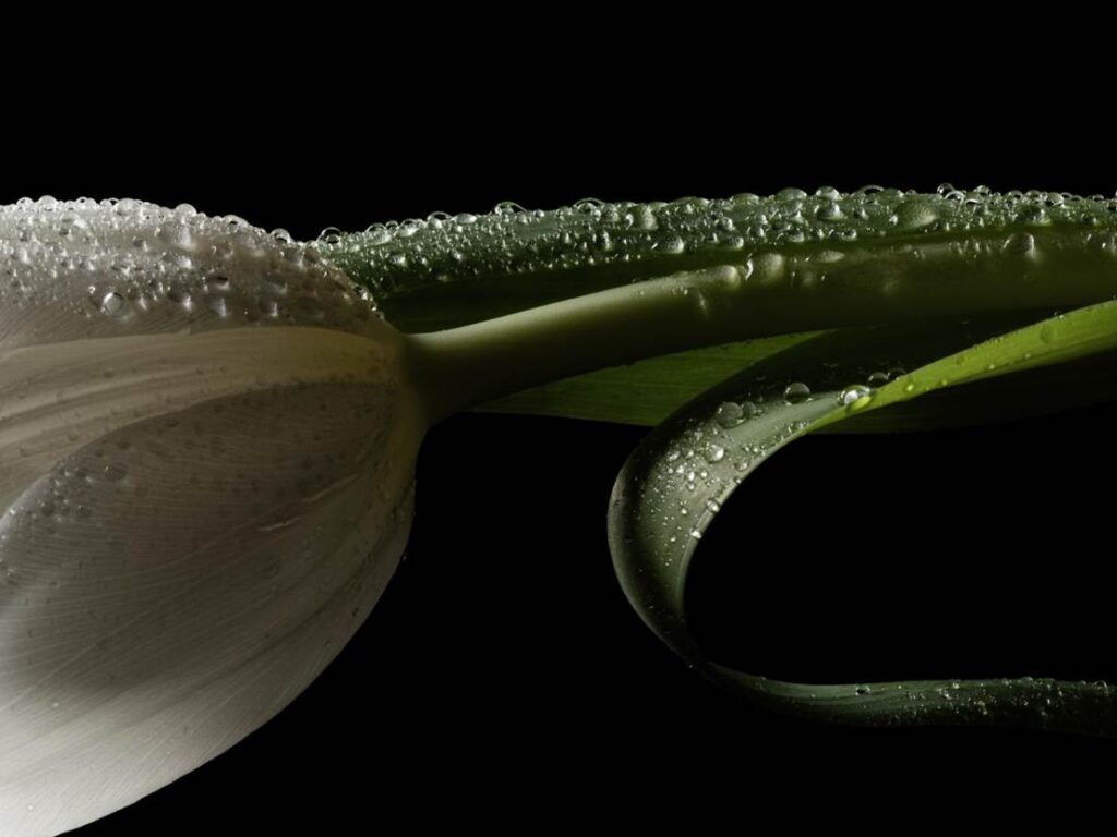 Blossom in a Millimeter image