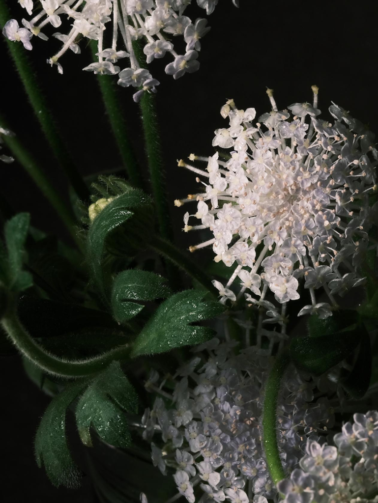 Blossom in a Millimeter image