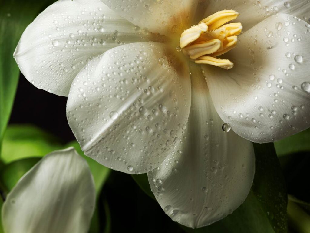 Blossom in a Millimeter image