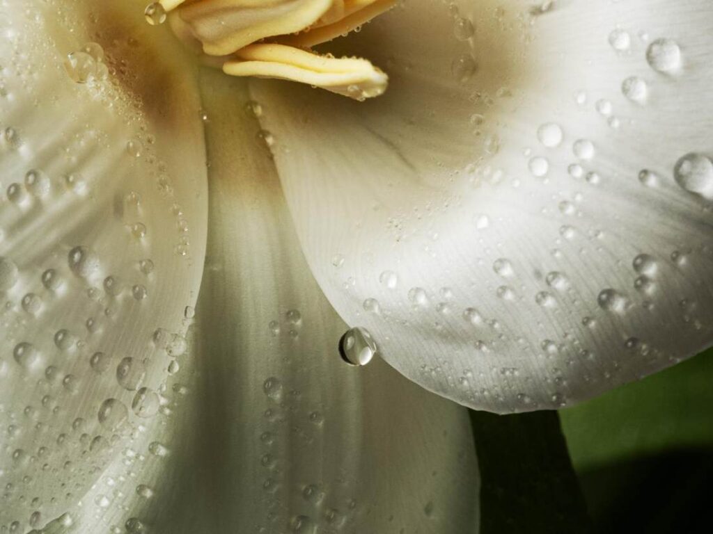 Blossom in a Millimeter image