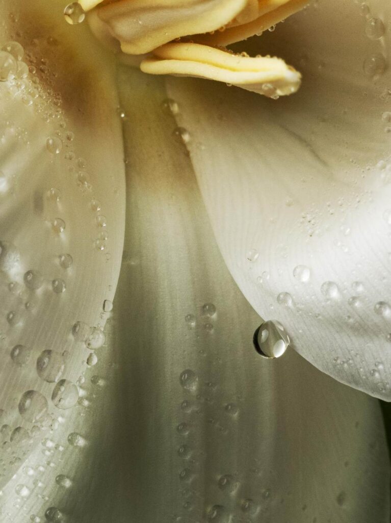 Blossom in a Millimeter image