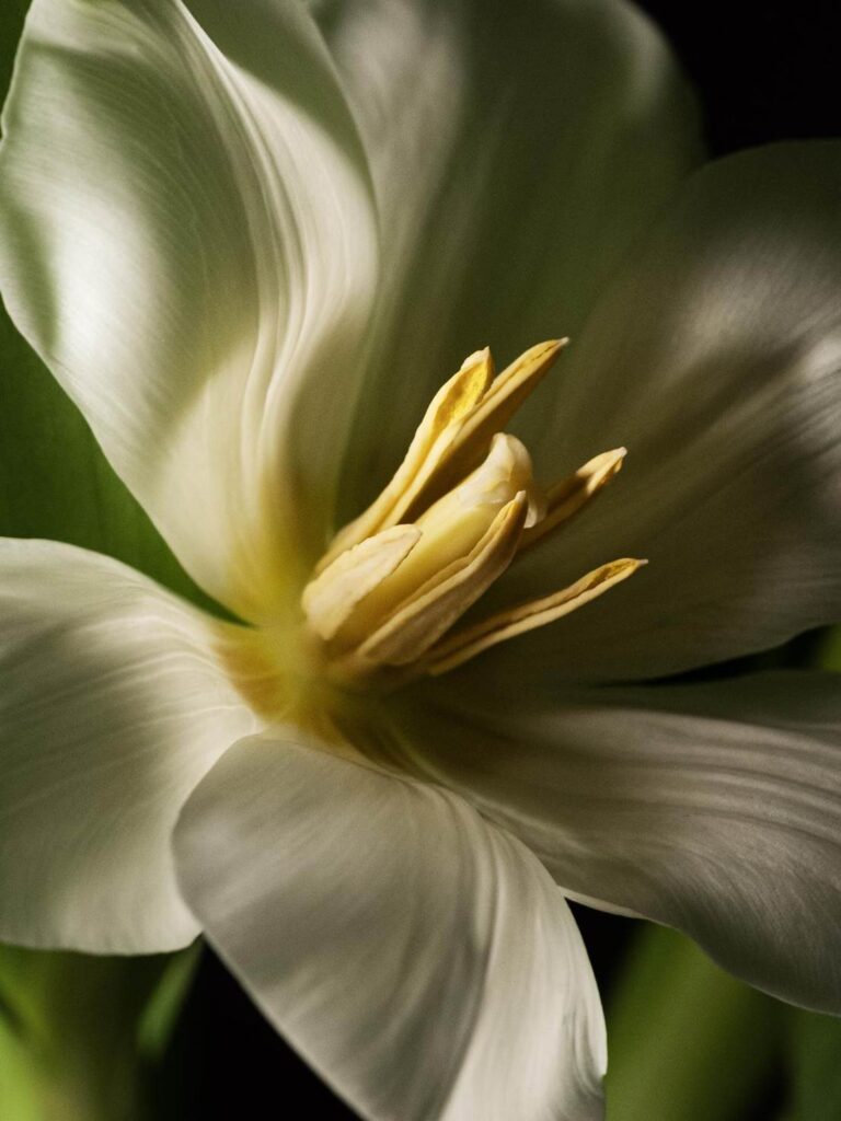 Blossom in a Millimeter image