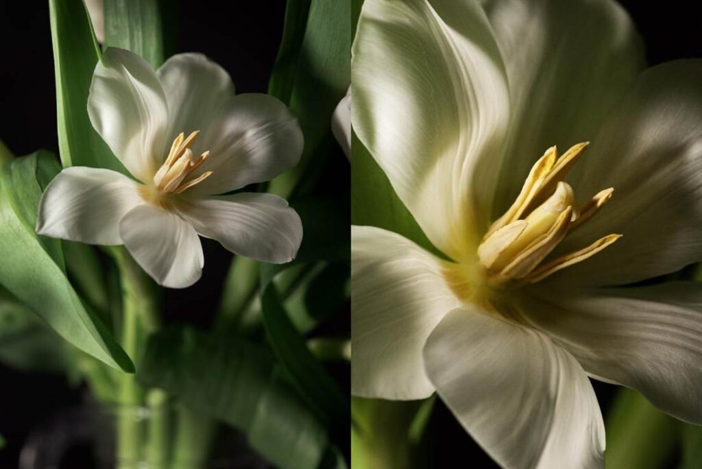 Blossom in a Millimeter image