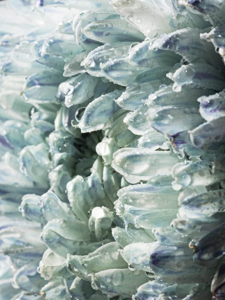 Blossom in a Millimeter image