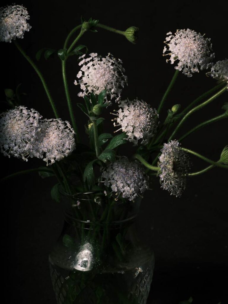 Blossom in a Millimeter image