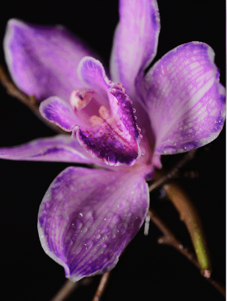 Blossom in a Millimeter image