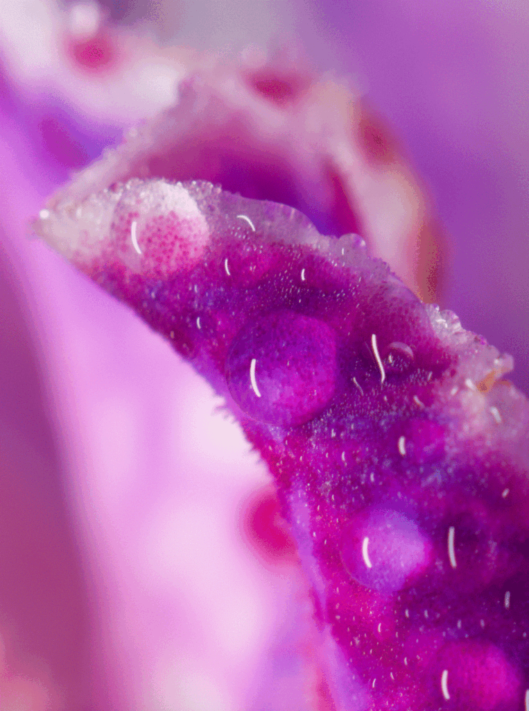Blossom in a Millimeter image