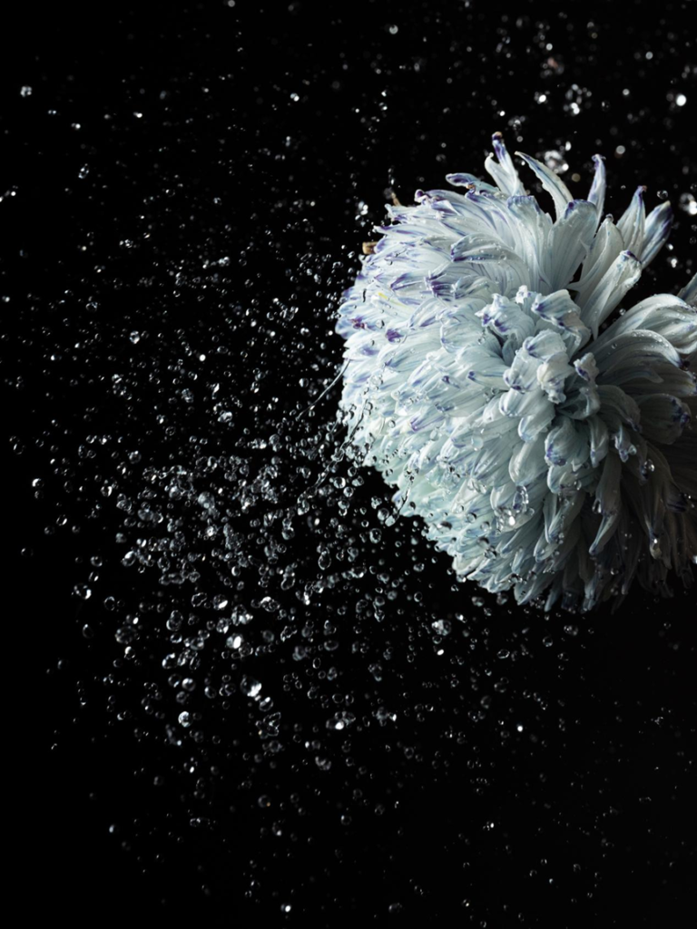 Blossom in a Millimeter image