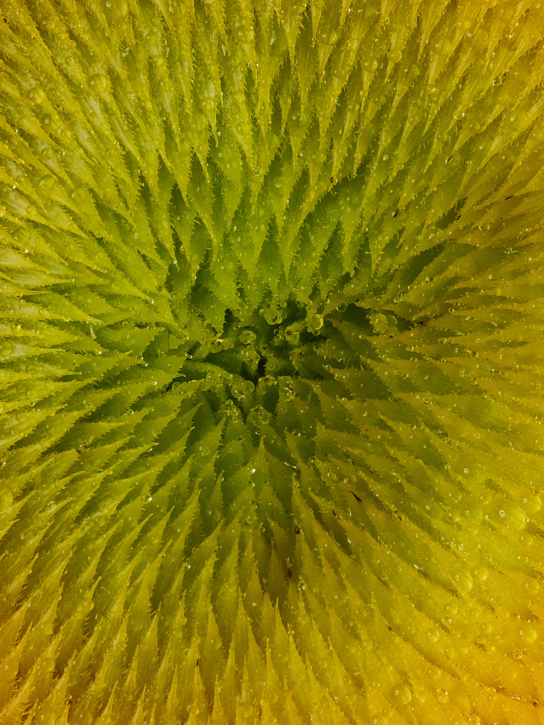 Blossom in a Millimeter image