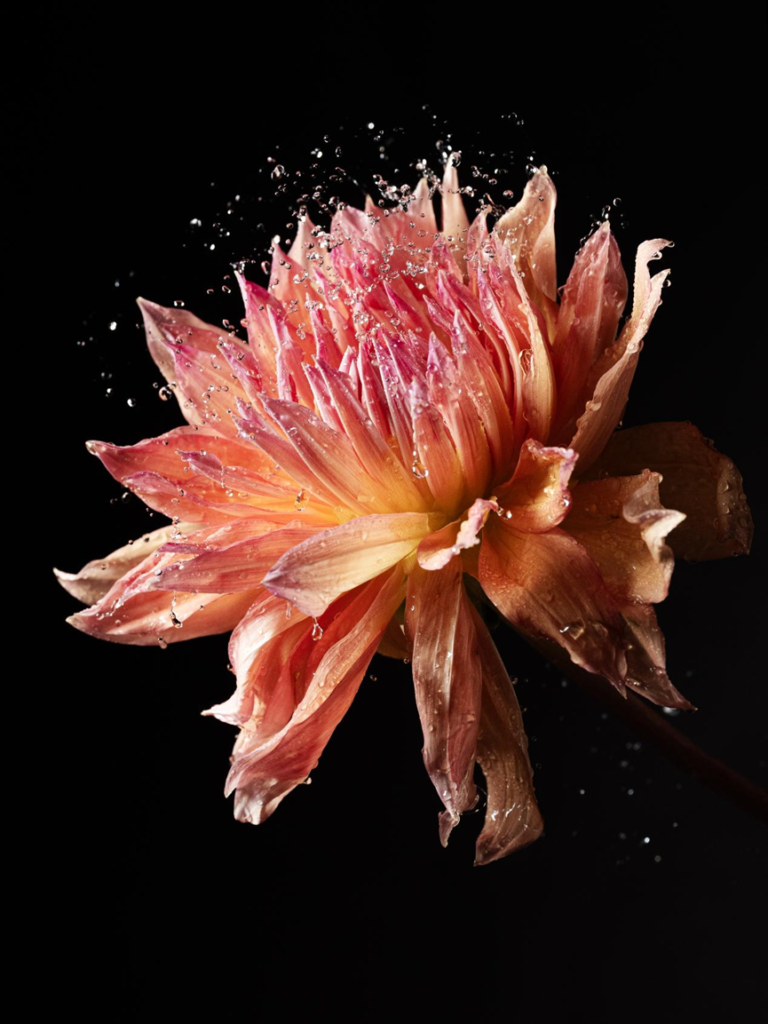 Blossom in a Millimeter image