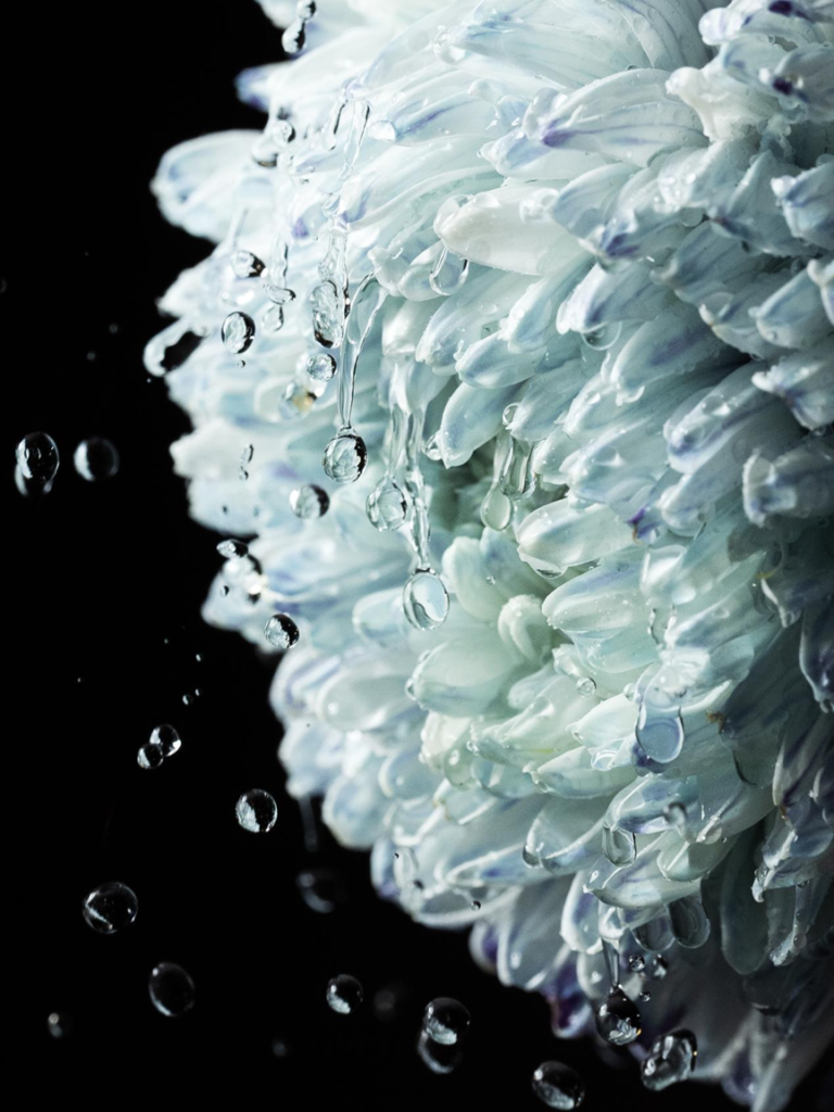 Blossom in a Millimeter image